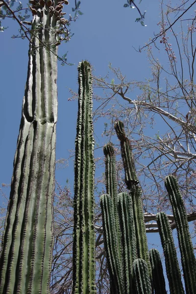 Vista Ángulo Bajo Cactus Muy Altos Bajo Algunos Árboles Desnudos —  Fotos de Stock