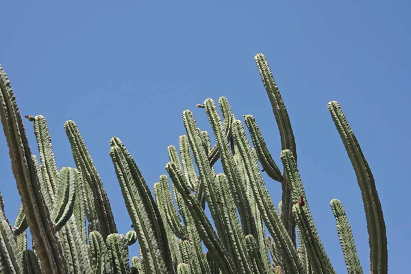 Visão Ângulo Baixo Grupo Cactos Muito Altos Sob Céu Azul — Fotografia de Stock