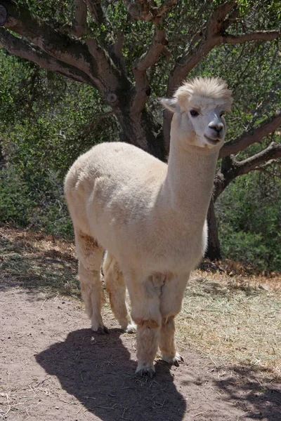 Una Sola Luz Color Marrón Alpaca — Foto de Stock