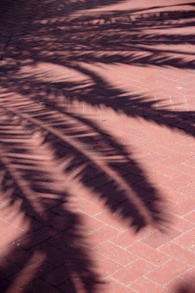 Schatten Von Palmenblättern Auf Einem Bürgersteig Mit Rotem Ziegelpflaster Einem — Stockfoto