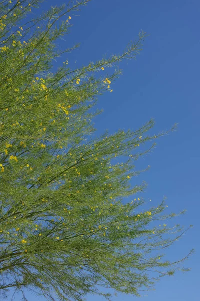 Pohled Vrchol Kvetoucího Cercidium Desert Museum Palo Verde Stromu Jasném — Stock fotografie