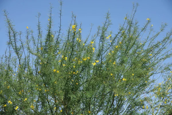 Pohled Vrchol Kvetoucího Cercidium Desert Museum Palo Verde Stromu Jasném — Stock fotografie