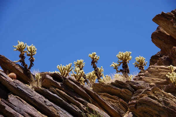 Scenic View Rock Formations Row Cacti Blue Sky California Desert — Stock Photo, Image