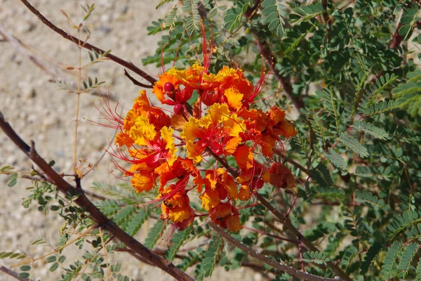 Caesalpinia Pulcherrima Pride Barbados Red Yellow Desert Mexican Bird Paradise — 스톡 사진