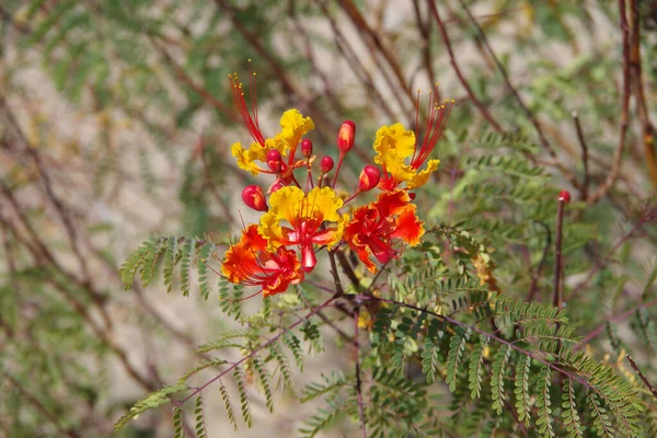 Vista Perto Uma Flor Arbusto Caesalpinia Pulcherrima Orgulho Barbados Vermelho — Fotografia de Stock