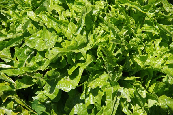 Vista Primer Plano Marco Completo Lechuga Verde Fresca Creciendo Jardín —  Fotos de Stock