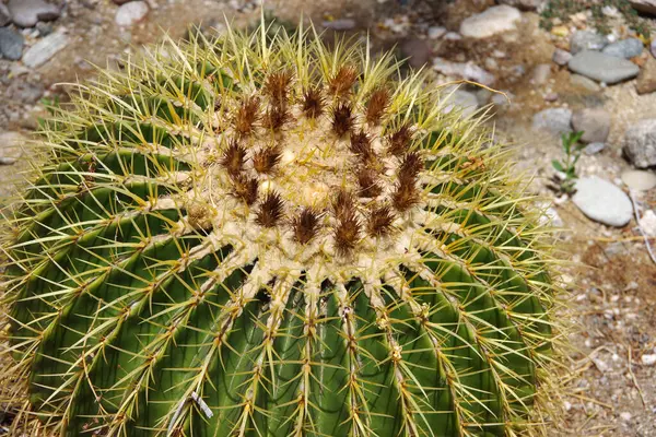Vista Cerca Gran Cactus Espinoso Redondo Suelo Desértico — Foto de Stock