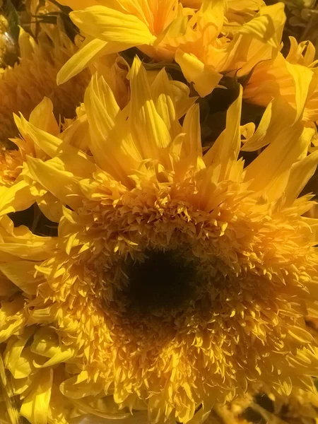 Full Frame Close View Bright Yellow Sunflowers — Stock Photo, Image