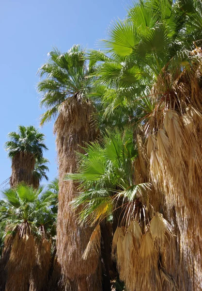 California Desert Mountain Oasis Fan Palms Blue Sky Seen Low — Stock Photo, Image