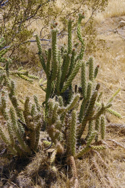 Plantas Suculentas Cactus Espinoso Ambiente Desértico Sur California — Foto de Stock