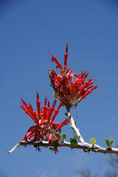 Close Uitzicht Een Rode Woestijn Ocotillo Fouquieria Pracht Doorn Bush — Stockfoto