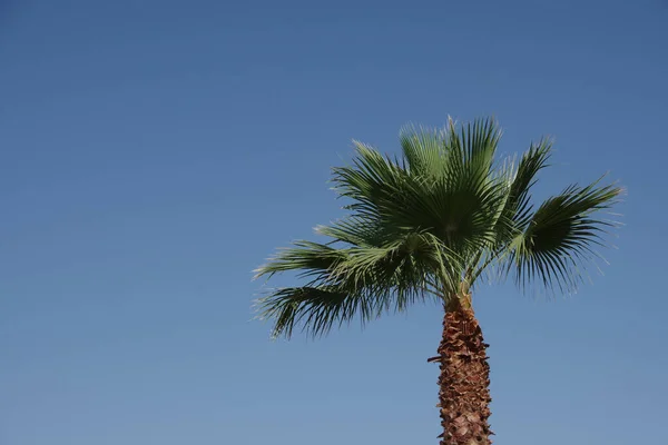 Top Tall California Fan Palm Bright Blue Sky — Stock Photo, Image