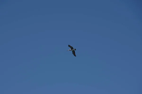 Een Bruine Pelikaan Die Hoog Californische Blauwe Lucht Vliegt — Stockfoto