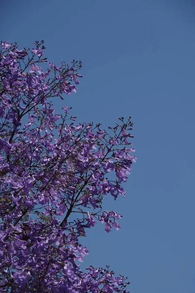 Detailní Pohled Kvetoucí Jacarandu Purpurovými Květy Modrou Oblohou Nad — Stock fotografie