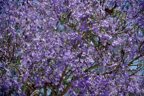 Detailní Pohled Kvetoucí Jacarandu Purpurovými Květy Modrou Oblohou Nad — Stock fotografie