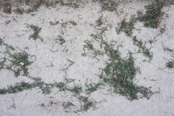 Κόψτε Σωματίδια Χόρτου Απομεινάρια Από Κούρεμα Τσιμεντένιο Πεζοδρόμιο — Φωτογραφία Αρχείου