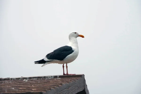 Une Mouette Unique Assise Sur Toit Sous Ciel Nuageux Gris — Photo