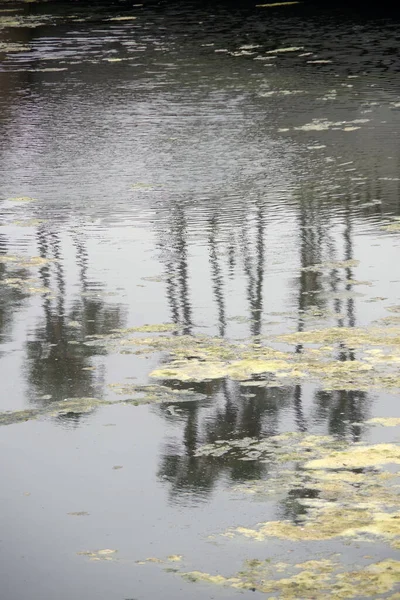 Grands Palmiers Ventilateurs Reflétés Dans Surface Eau Ondulée Une Rivière — Photo