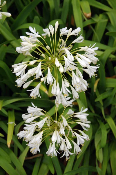 Közelkép Fehér Agapanthus Virágokról — Stock Fotó