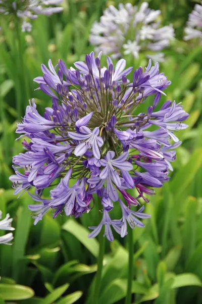 Közelkép Kék Agapanthus Virágokról — Stock Fotó