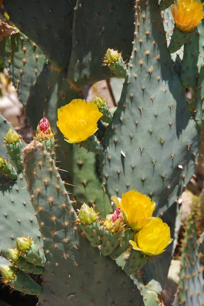 Primo Piano Vista Completa Cactus Con Fiori Gialli Boccioli Fiori — Foto Stock