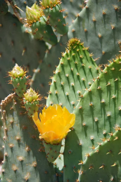 Vista Primer Plano Cactus Con Flores Amarillas Brotes Flores Frescas —  Fotos de Stock