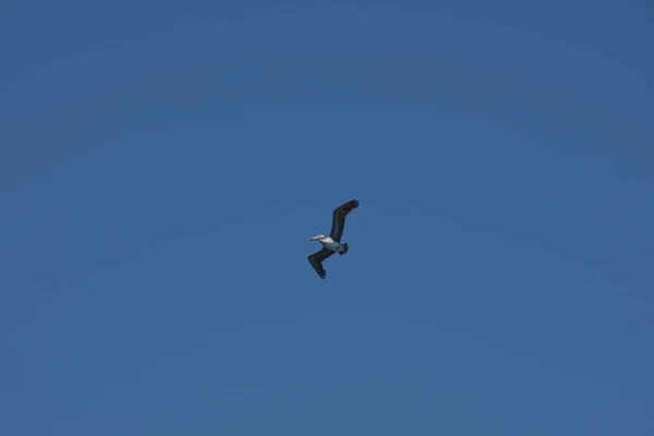 カリフォルニアの青い空を飛ぶ茶色のペリカン — ストック写真