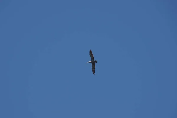 Pelicano Marrom Voando Alto Céu Azul Califórnia — Fotografia de Stock