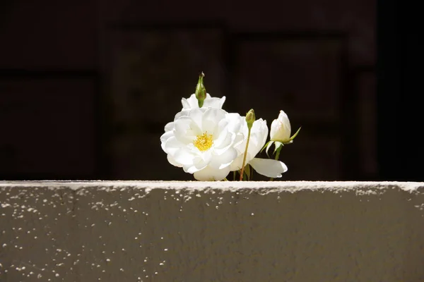 Single White Rose Wall — Stock Photo, Image