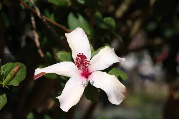 Vista Enfoque Selectivo Cerca Una Flor Hibisco Blanco — Foto de Stock