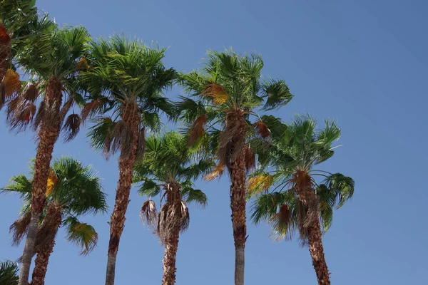Group Tall California Fan Palms Desert Wind Bright Blue Sky — Stock Photo, Image