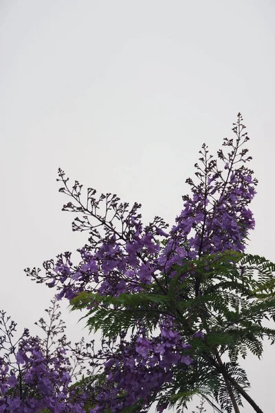 Close View Blooming Jacaranda Tree Purple Blue Blossoms Gray Foggy — Stock Photo, Image