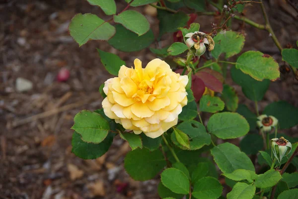 Vista Ravvicinata Fiore Rosa Giallo Brillante — Foto Stock