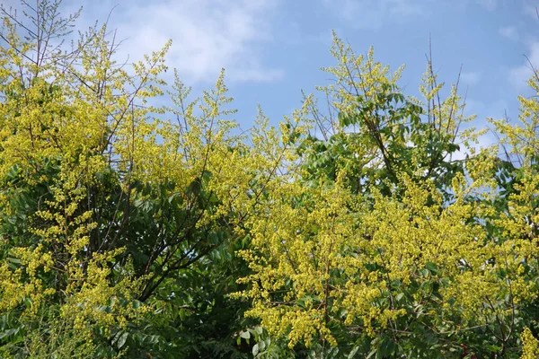 Kvetoucí Zlaté Dešťové Stromy Pod Modrou Oblohou Některými Bílými Mraky — Stock fotografie
