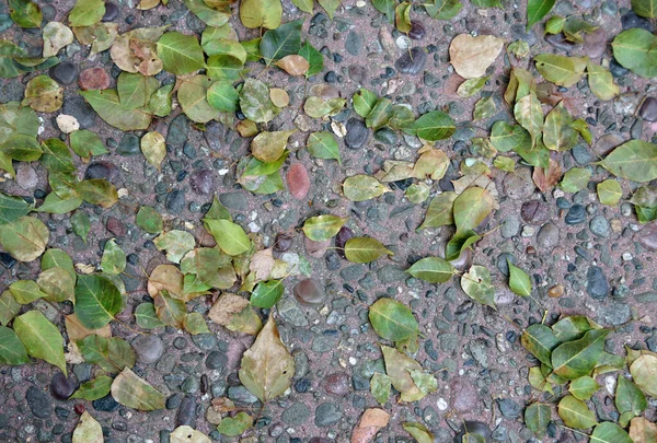 真上から見たコンクリートの地面に緑と黄色の葉の完全なフレームのクローズアップビュー — ストック写真
