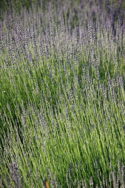 Celý Snímek Detailní Pohled Zelenou Trávu Fialovými Paniclemi — Stock fotografie