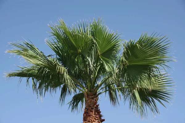 Top Tall California Fan Palm Bright Blue Sky — Stock Photo, Image