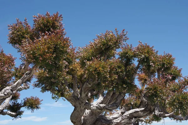 Nízký Úhel Pohledu Silně Zdobené Melaleuca Stromy Pod Modrou Oblohou — Stock fotografie