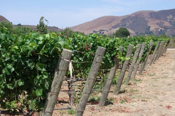 Vista Borda Uma Vinha Sul Califórnia Verão — Fotografia de Stock