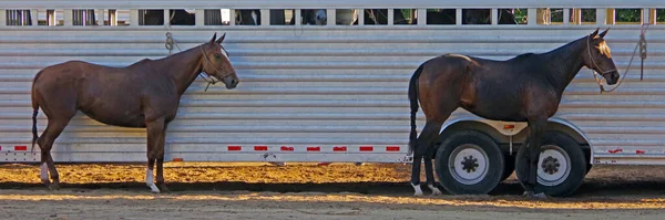 Dva Koně Pólo Čekají Před Dlouhým Přívěsem Dalšími Koňmi Uvnitř — Stock fotografie