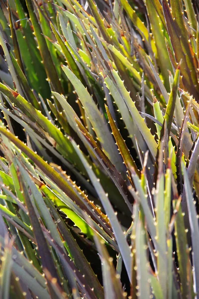 Full Frame Valt Fokus Närbild Bladen Aloe Saftig Växt Solljuset — Stockfoto