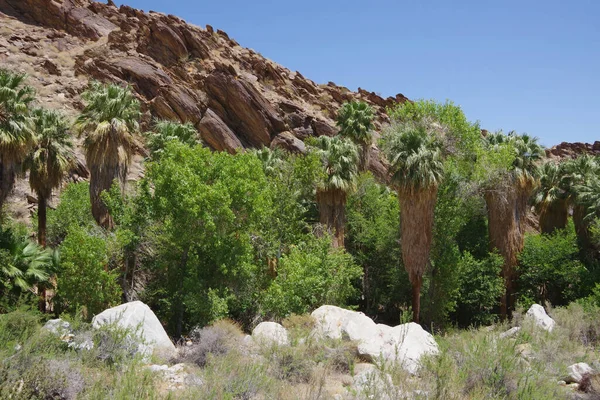 Fan palm trees in a desert mountain canyon oasis near Palm Springs in Southern California