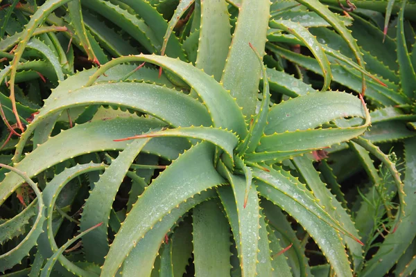 Vista Primer Plano Marco Completo Plantas Suculentas Aloe Dientes Afilados —  Fotos de Stock