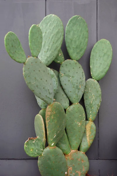 Cactus Pera Espinosa Beavertail Frente Una Pared Edificio Gris —  Fotos de Stock