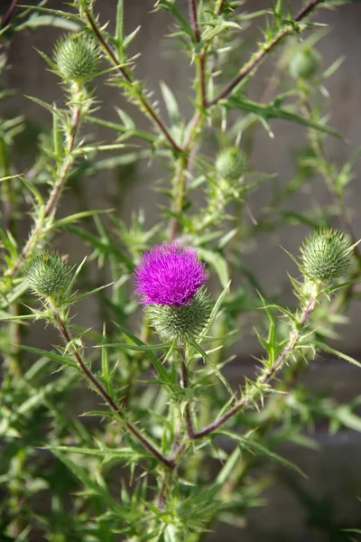Single Purple Blossom Blooming Thistle Plant — Stock Photo, Image
