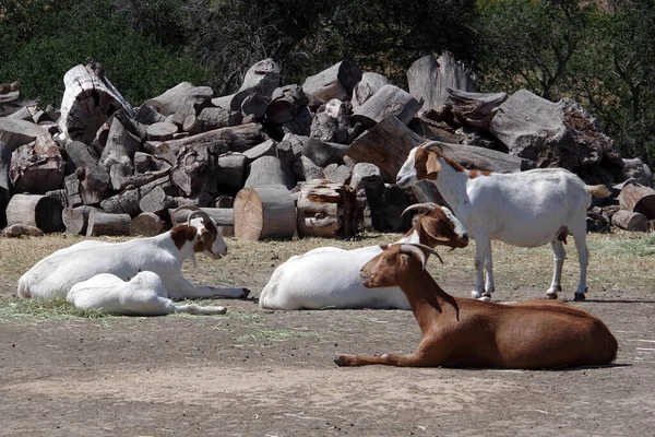 Grupo Cabras Descansando Frente Uma Pilha Tronco Árvore Cortada — Fotografia de Stock