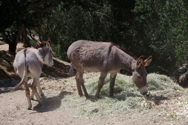 Dois Jovens Burros Terras Agrícolas Califórnia — Fotografia de Stock