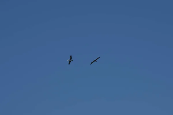 Duas Gaivotas Voando Alto Céu Azul Califórnia Sobre Costa Oceânica — Fotografia de Stock