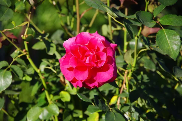 Vista Vicino Brillante Fiore Rosa Selvatica Rosa — Foto Stock