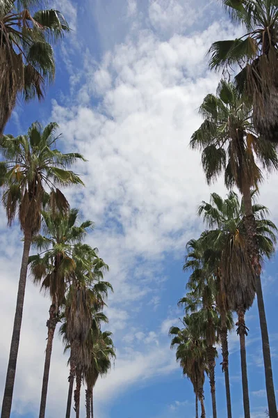 California Fan Palms Partly Cloudy Sky Warm Summer Day Stanford — Stock Photo, Image